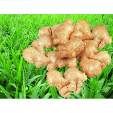 Ginger fornecedor orgânico da China Boren